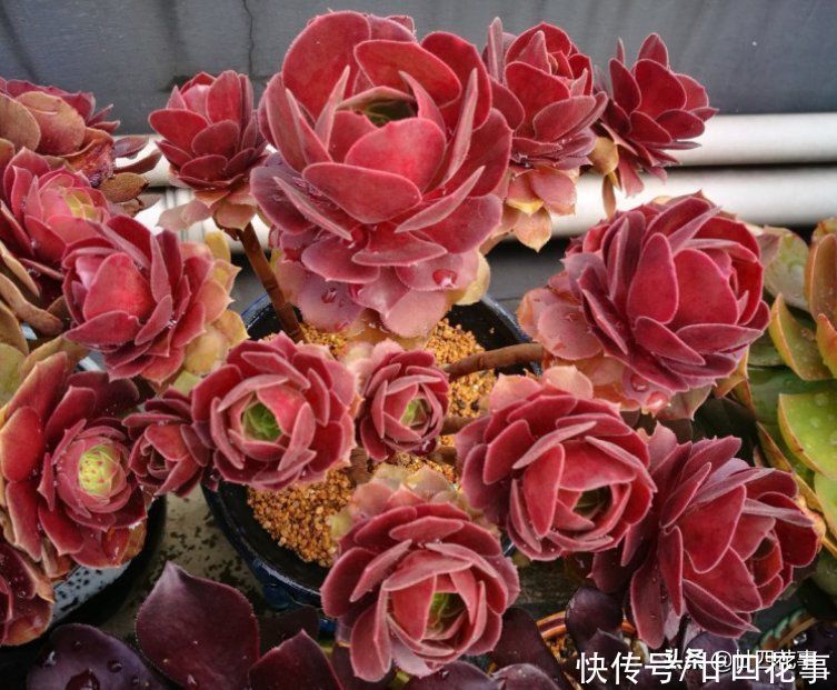 多肉|2种多肉“睡美人”，“梦中”度夏，休眠更美，值得拥有