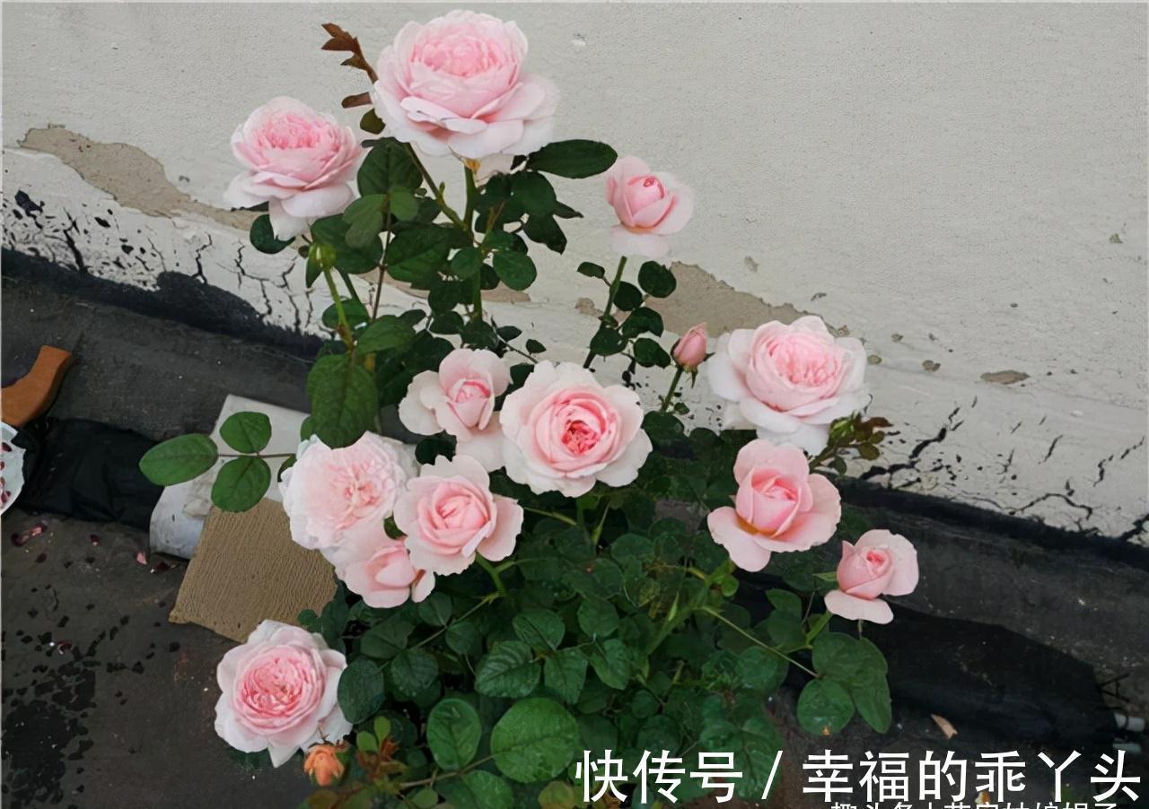 在家中养殖月季的窍门:不要再扯月季花的黄叶了,否则长势会变弱