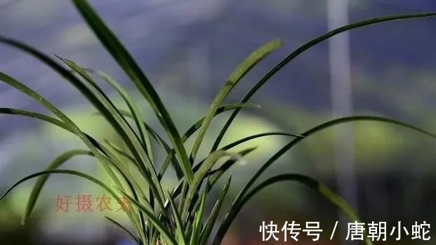 肥料|兰花生命力很强，决定能否种植成活的，并不是土壤与肥料