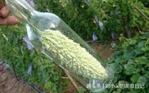 农村大叔把玻璃瓶套在苦瓜上，家人很不理解，结果一瓶卖到80块