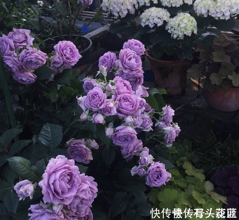 寓意“紫气东来”的5种花，养在家里“年年”都能开，太赞了