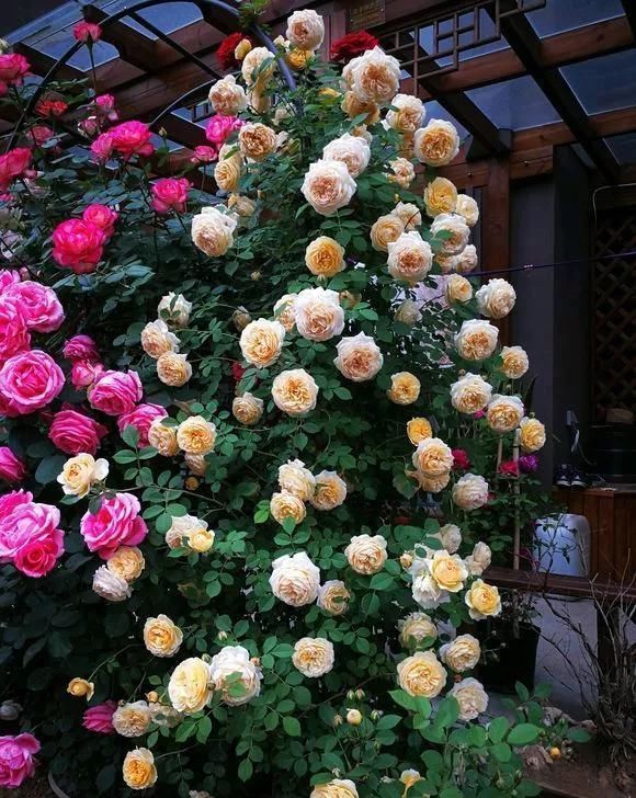 爆盆|养花不开花?自制“开花肥”,浇盆里猛开花,不用花钱买