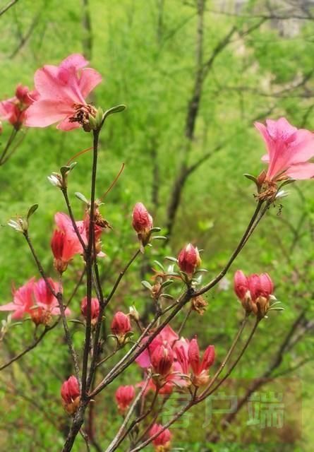 鲁山:醉美人间四月天 诗景龙潭赏杜鹃