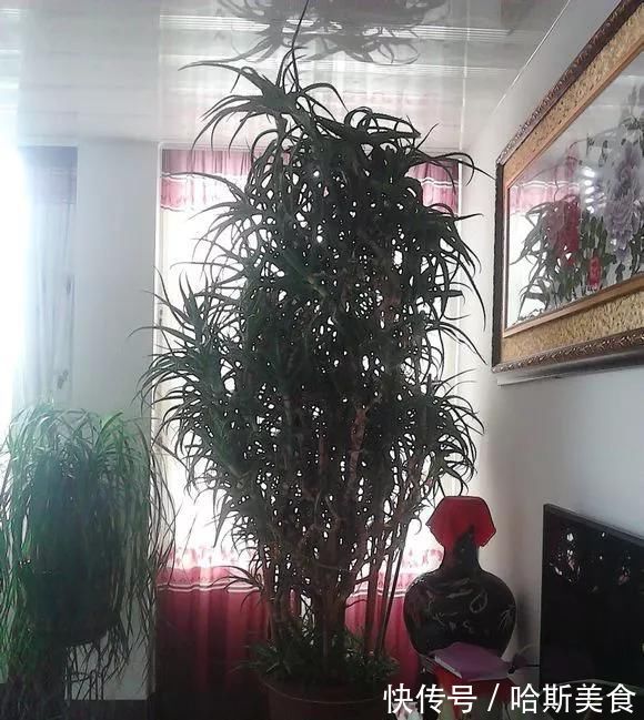 10年芦荟老桩,做成盆景超级好看,观赏价值特别高