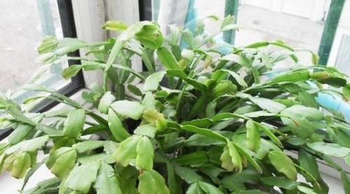 矿泉水瓶|养花:用这些“神奇水”浇灌,盆栽开花变多、叶片绿如冒油