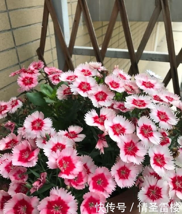 盆栽石竹这样养,丢土里就能活,花开爆盆给你一片花海!