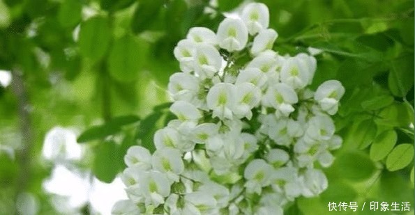 回忆|童年的回忆,吃过3种的叫叔叔,全部吃过的叫爷爷