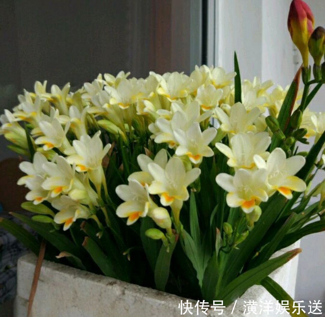 种球|秋季必备栽种花卉，秋天种上一盆小球茎，春节开花爆盆成串串