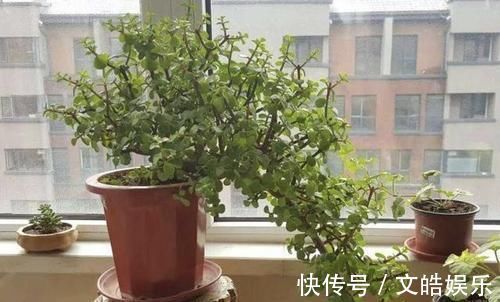 盆景|想要养一盆好看的金枝玉叶,教你一招,长成老桩,人人见了都夸美