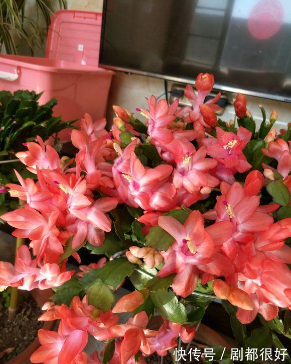 肥厚|养蟹爪兰,土里加点“料”,叶片厚实硬邦邦,奋力开花一百朵