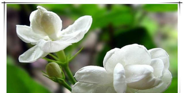 夏天养茉莉花,只要做对1件事,根粗叶绿,花开一茬接一茬