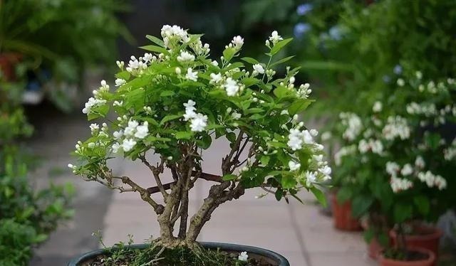 茎干|3种花养在小盆里,2年变老桩,茎干粗壮开花香,1次能开50朵
