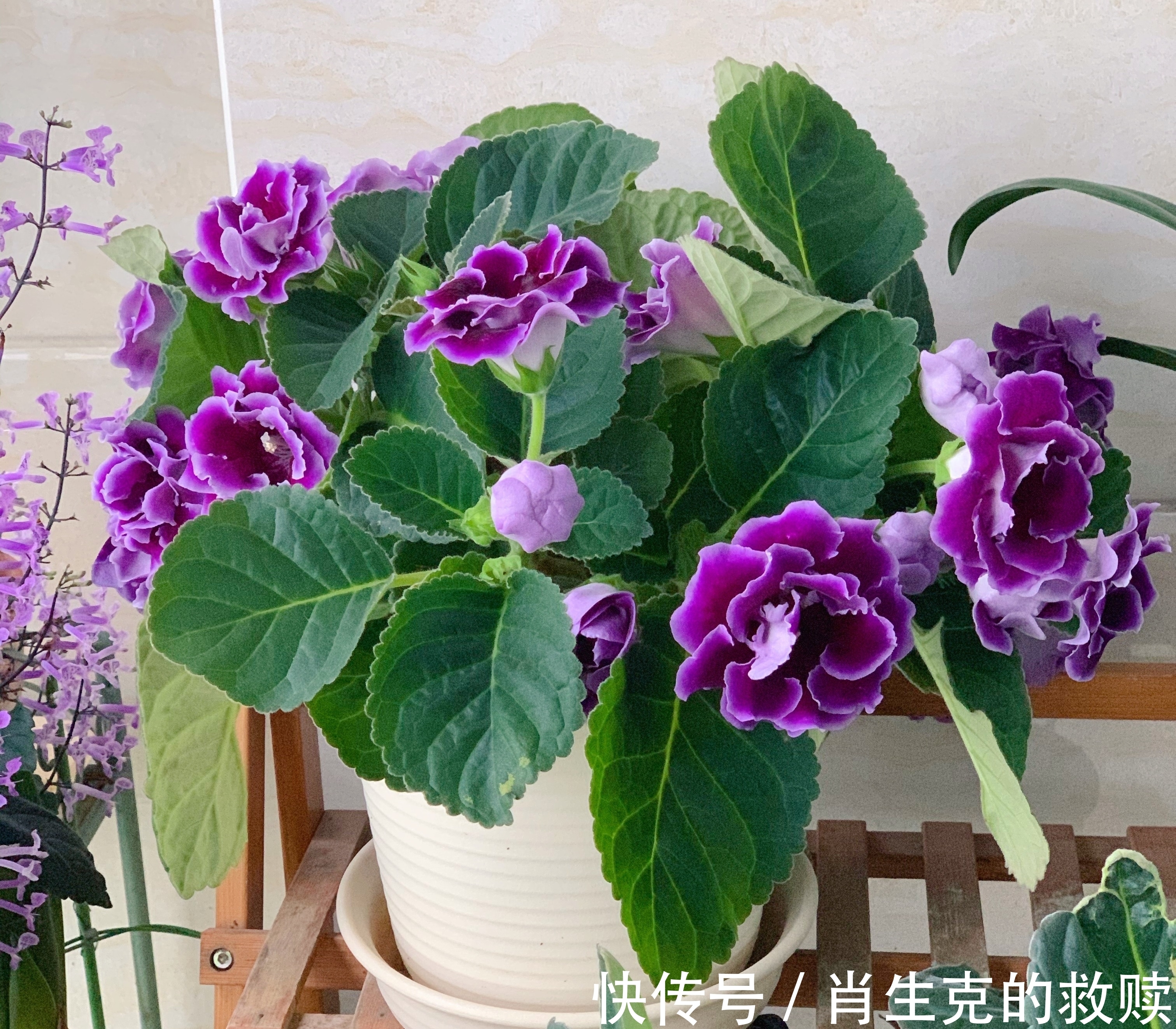 家里养盆“假牡丹”,切碎叶子也“生娃”,堪称阳台“富贵花”