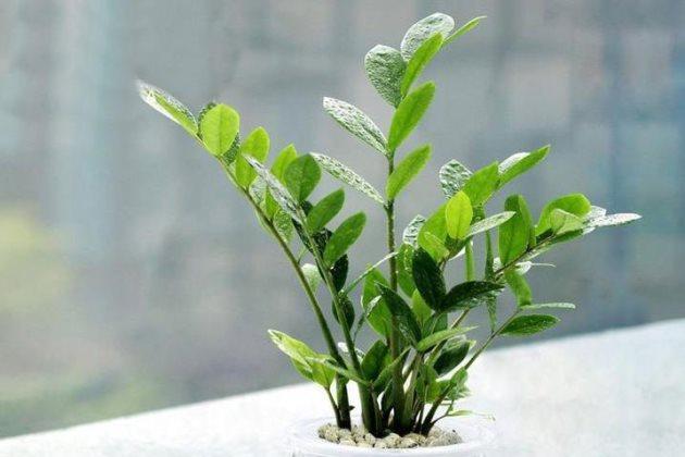 金钱树怎么养才茂盛的四个小技巧，新手小本本早已备好