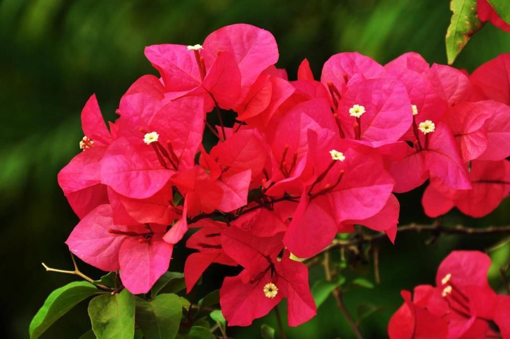 初冬扦插的三角梅,做好这两点,平稳度过一冬天