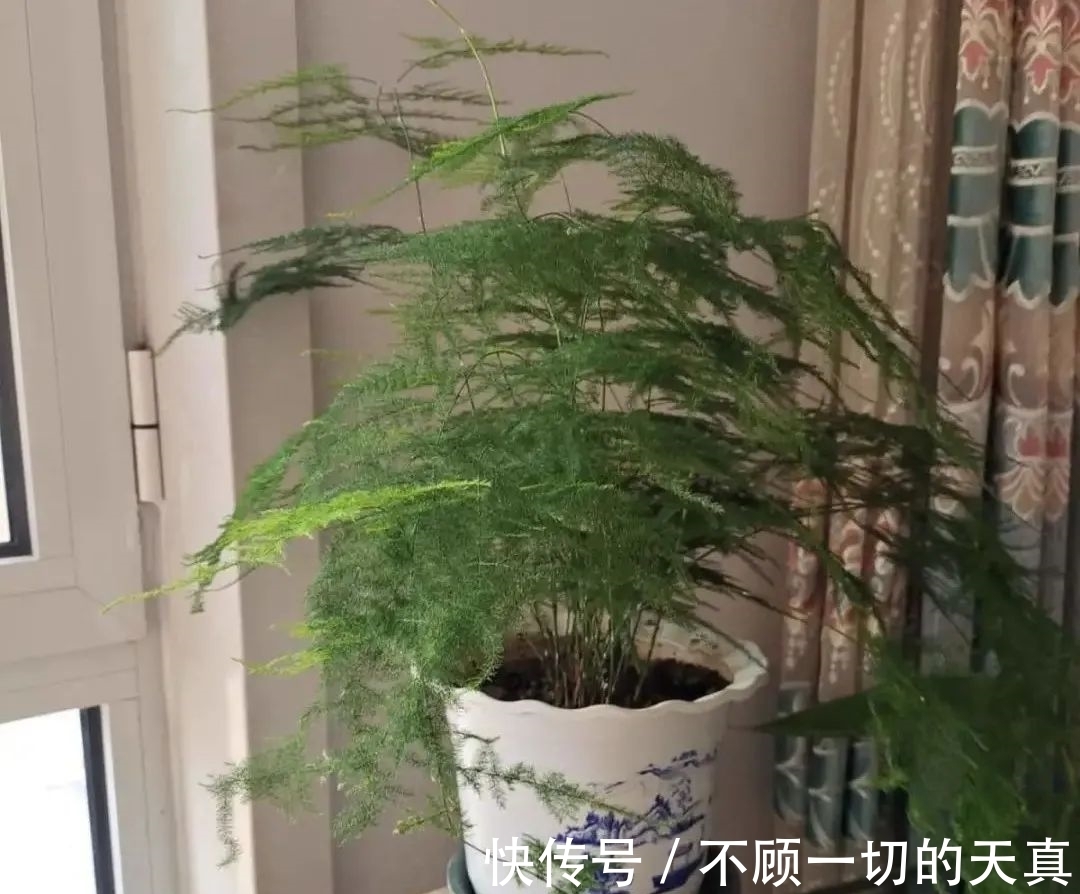 15种常见花，冬天浇水有讲究，小心越浇花越死