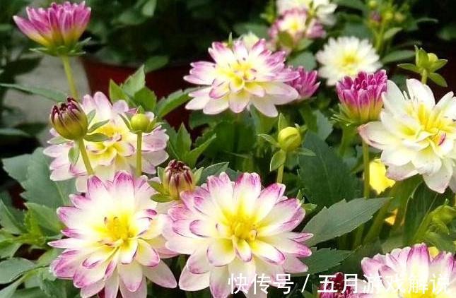 家里养3种花，一开花就是大半年，开花量大，花色艳丽