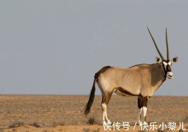 滴水之恩|吃亏是福，属羊人看似吃大亏，其实得到了成长