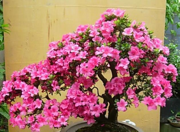 4种花是花中劳模,一年四季开花不断,不易生病好养护