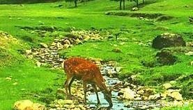 狩猎|古代的狩猎场景!古代的狩猎场景!