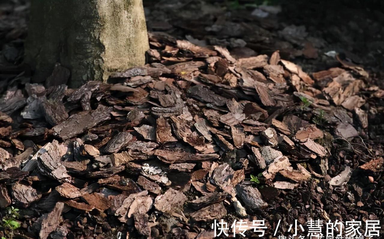 柳树皮|养好君子兰要先养好根,四种东西养根又护根,是多年经验的积累