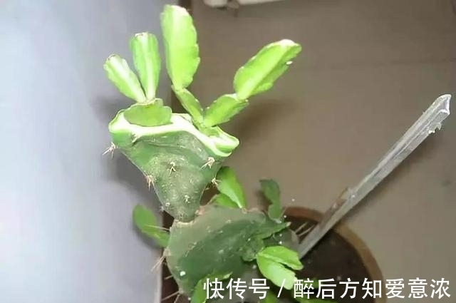 仙人掌|仙人掌如何嫁接蟹爪兰?教你3个嫁接小妙招,方法对了,开花多3倍