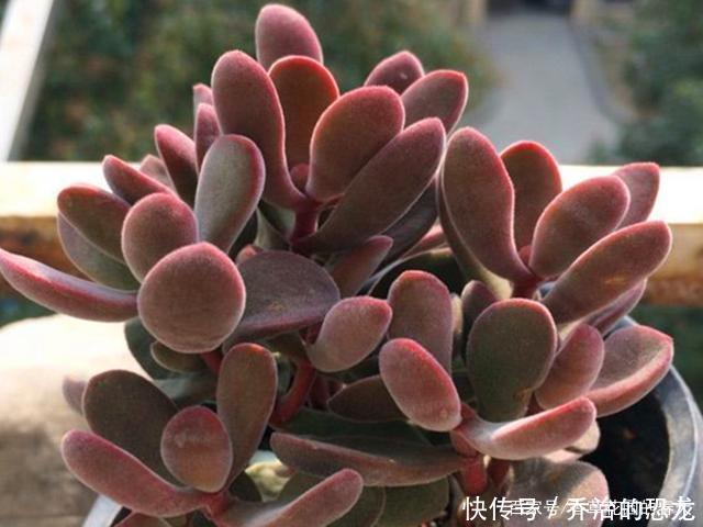 多肉植物水泡品种图鉴