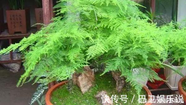 食醋|家养花草得会浇水:盆栽植物远离4种''索命水'',越长越旺盛