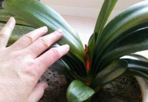 碰到君子兰夹箭不要慌,棉签擦一擦花心,花箭生长效果明显