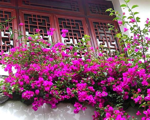 扦插三角梅,两种辨别生根“方法”,盲目移栽,只会“前功尽弃”