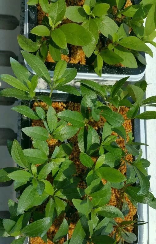 学会这种扦插法，2周生根，插什么活什么，太简单了！