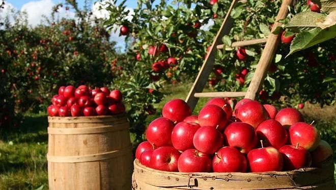 苹果|常吃苹果有益健康,但你知道什么时候吃才是最好吗?早知早受益