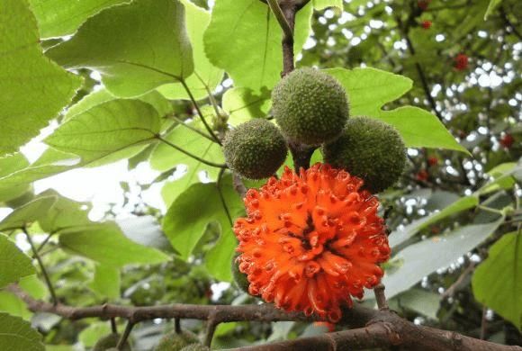  叶子|构树全身都是宝，花穗和果子都能吃，叶子还能洗碗早看早知道