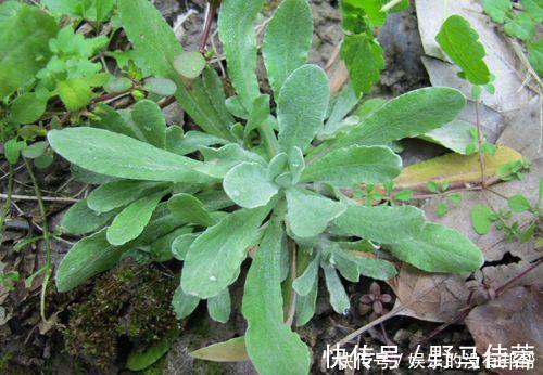 止咳化痰|夏季喉咙痛还感冒，用这种草揉成包子蒸着吃，止咳化痰还降血压