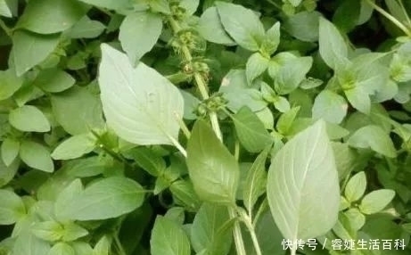 咳嗽|农村常见的一种野菜,具有清热解毒,止痛止血,治疗咳嗽的功能!