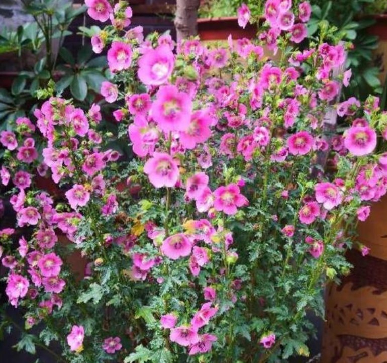 4种花最适合夏天养,不怕热不怕晒,阳台养两种,夏天变花海!