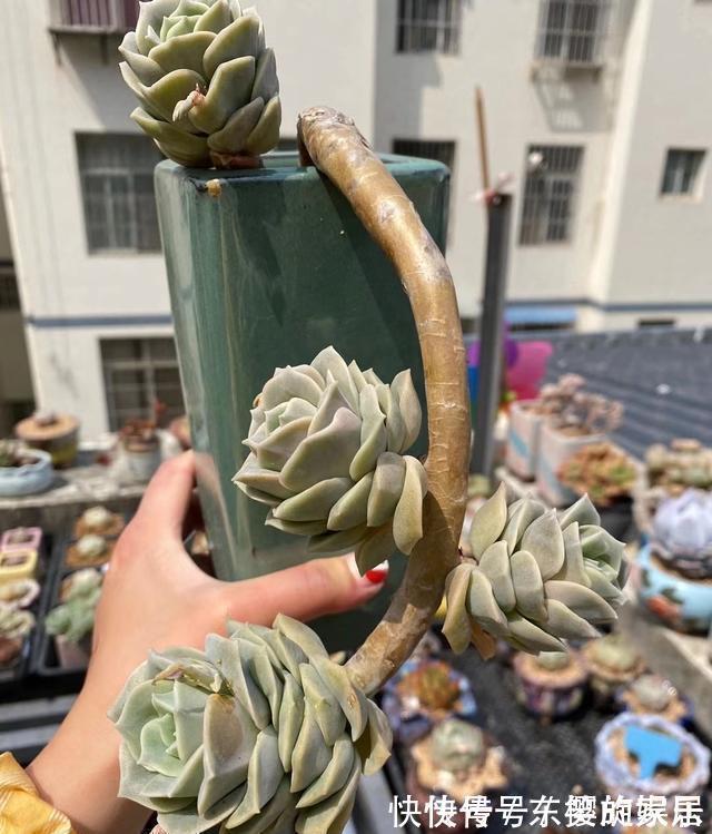 可爱玫瑰|养多肉也得会模仿,看看这颗可爱玫瑰的悬崖桩,我也想养成这样