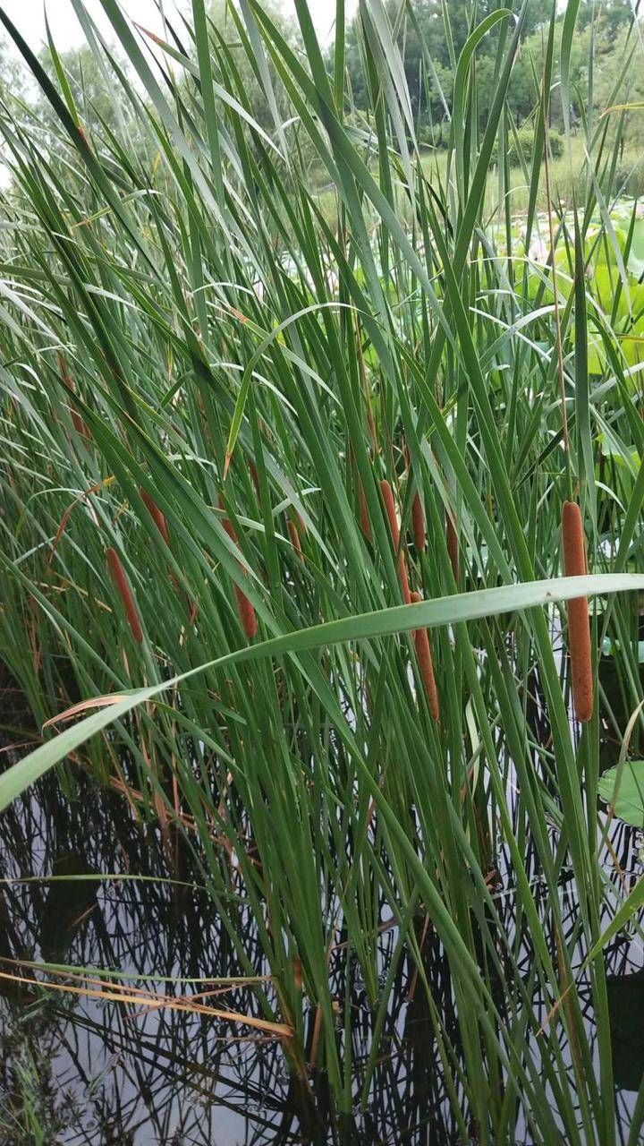 蒲草&青未了/董国宾：香蒲草