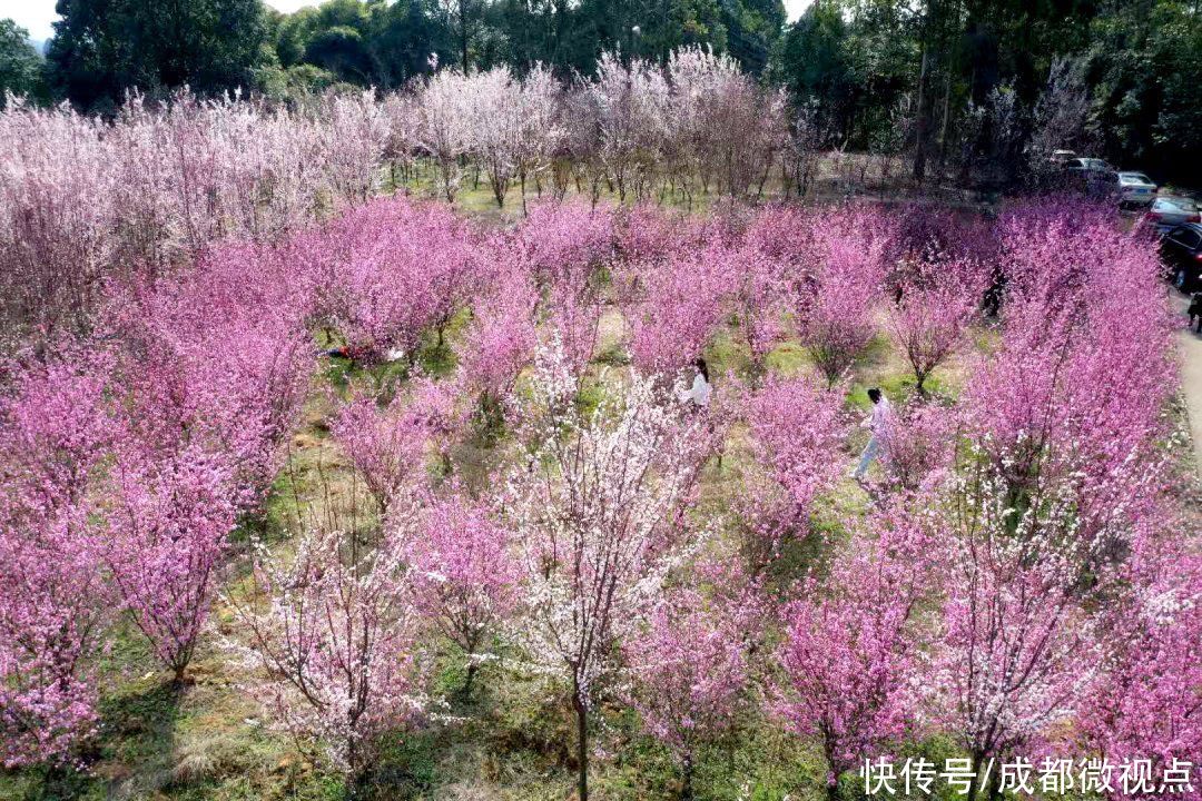 龙泉山第一波春花，来赏