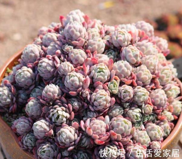 美极了|5款漂亮多肉,比绿萝好养,长势旺上色美,香味清新沁人心脾