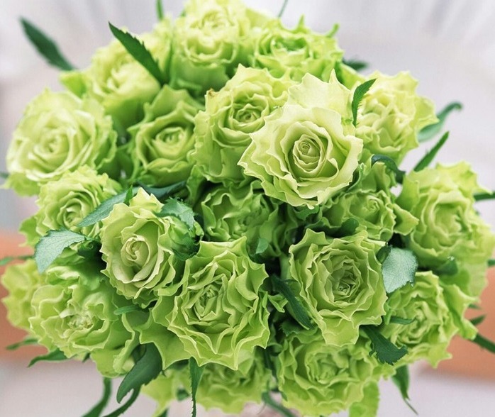 喜欢菊花,不如养盆“精品玫瑰”绿玫瑰,开花晶莹剔透,碧洁如玉