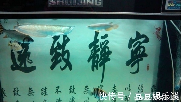 清道夫|适合和龙鱼混养的鱼有哪些？应注意那些事项？