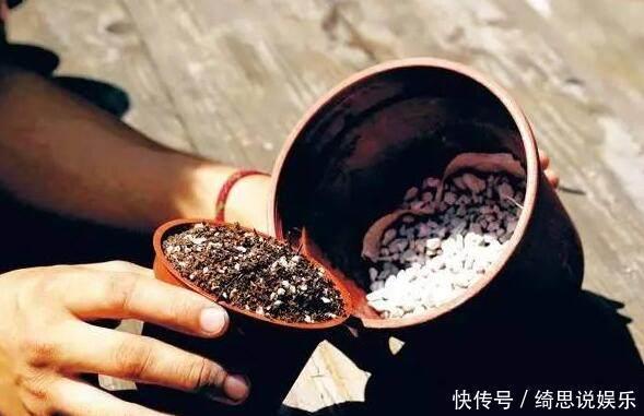 养花|养花换盆换一盆死一棵教你一招,换盆依然长势旺盛猛开花!