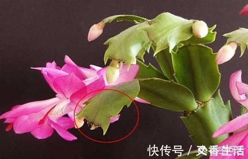 外边买的蟹爪兰花苞特别多有时一个叶片上就有五六个，商家是怎么做到的？