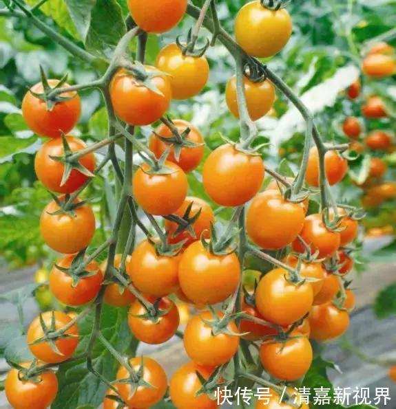 养花|3种“水果”蔬菜,阳台就能种,青脆爽口,老人小孩都爱吃!