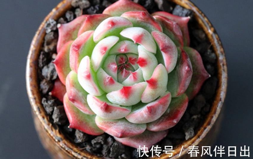 多肉植物|不容错过的4款多肉,每一种都胖乎乎上色美,一次养10盆不嫌多