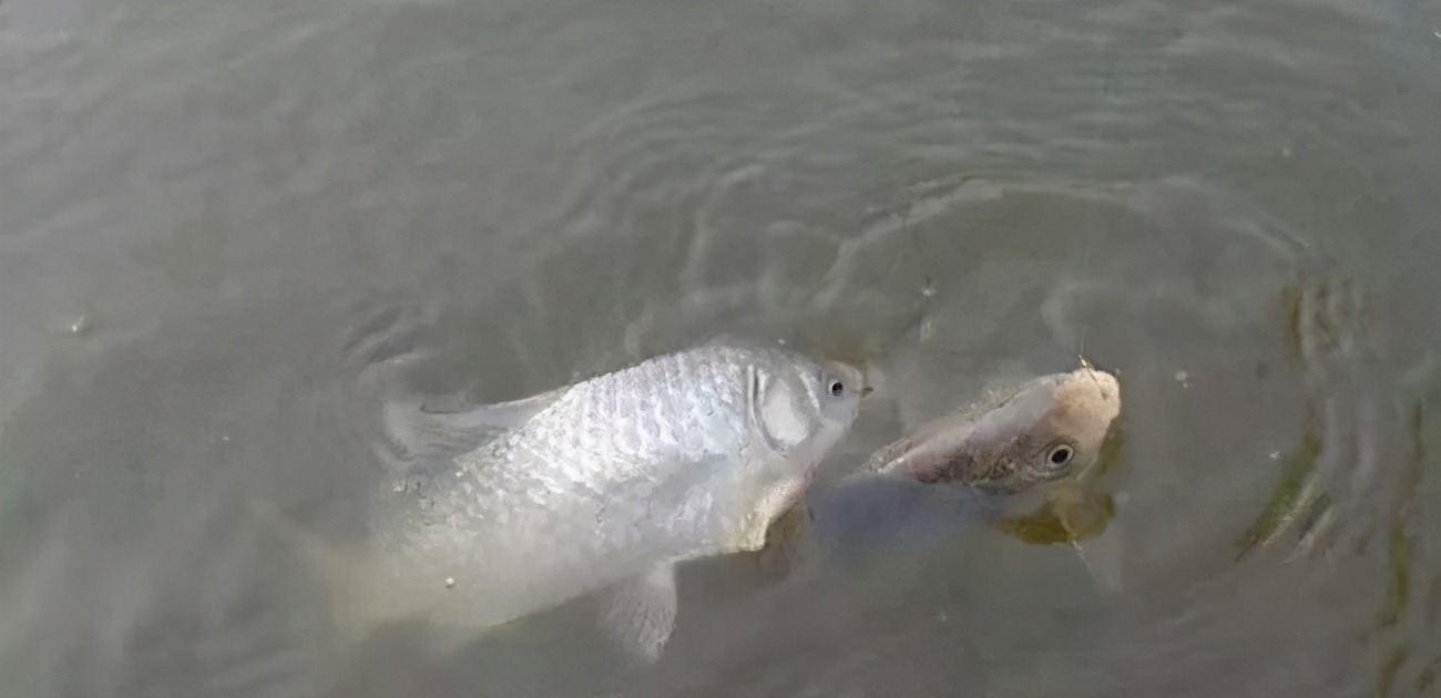 钓春鲫,判断鲫鱼是不是已经离底了,看这两个迹象就足够了