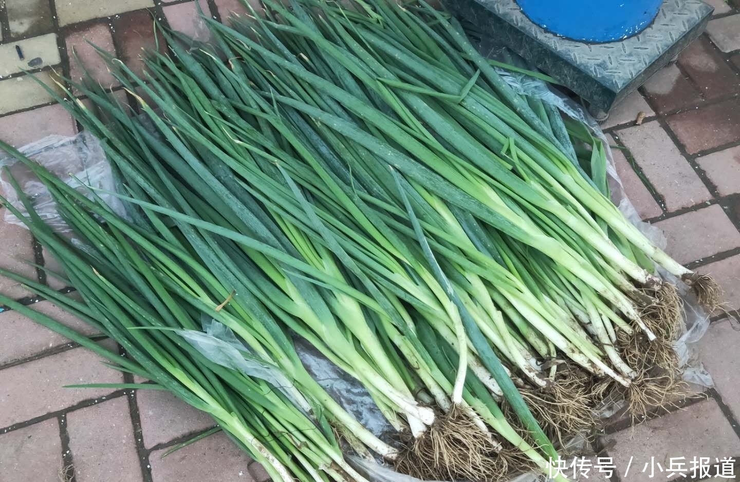 明年|楼房冬天咋保存大葱？教你1妙招，吃到明年春天都不空心、不烂心