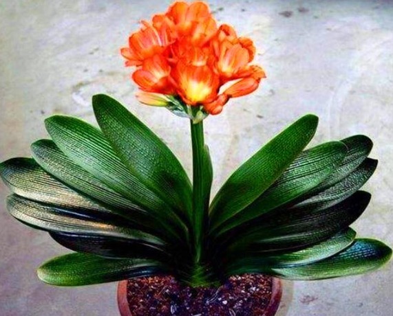 葡萄酒|秋天养君子兰,5件事越早做越好,叶片整齐油绿光亮,冬天开爆盆