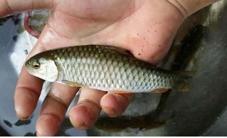 神似草鱼爱吃肉,个头不大力气大,背上还藏倒刺,被称为淡水之王